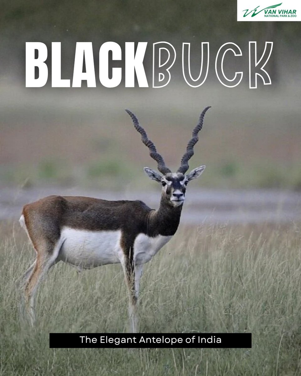 Van Vihar National Park tweet media