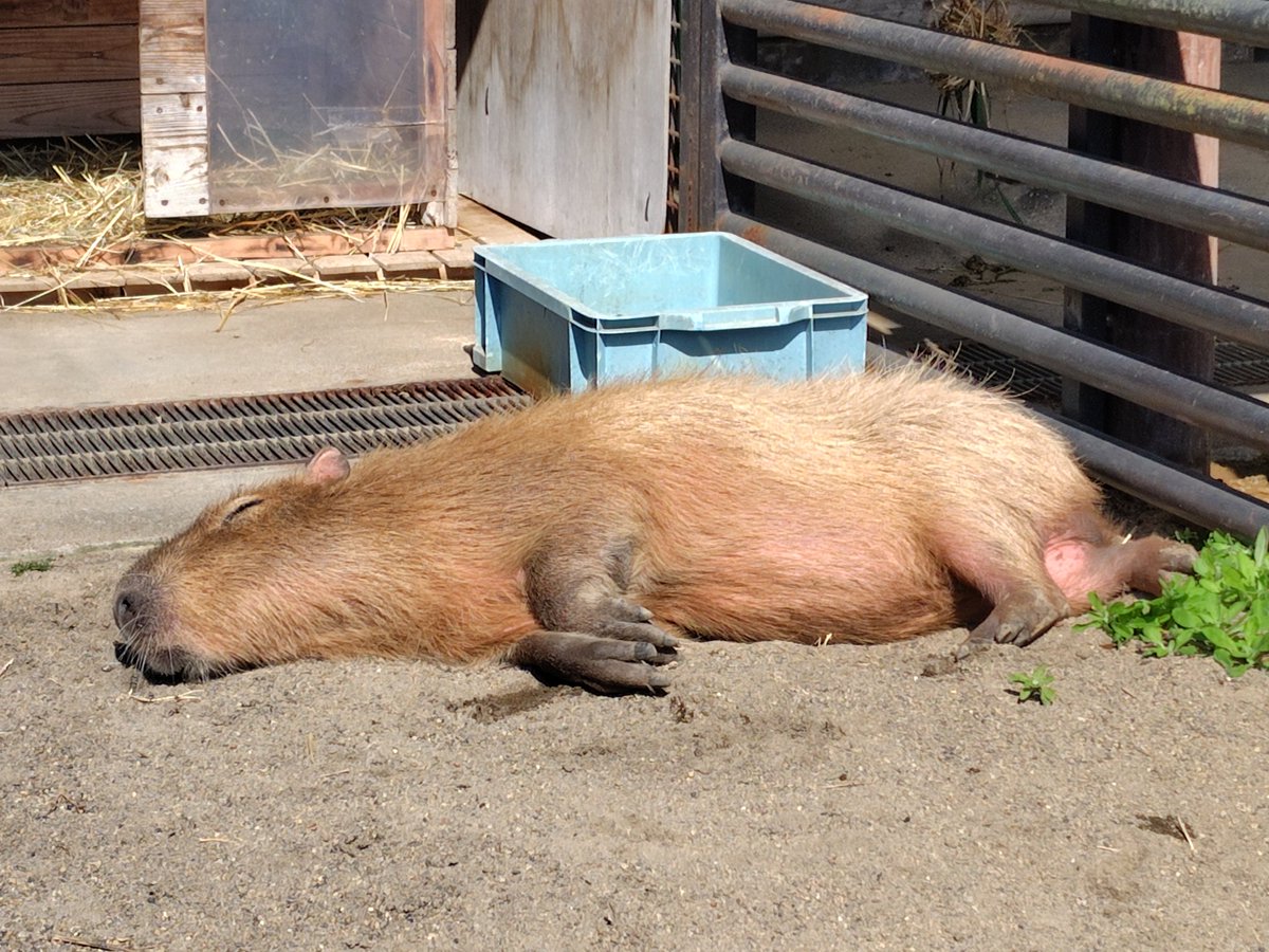 くららん tweet media