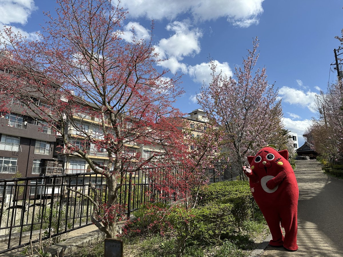 にゃんごすたーnyangostar tweet media