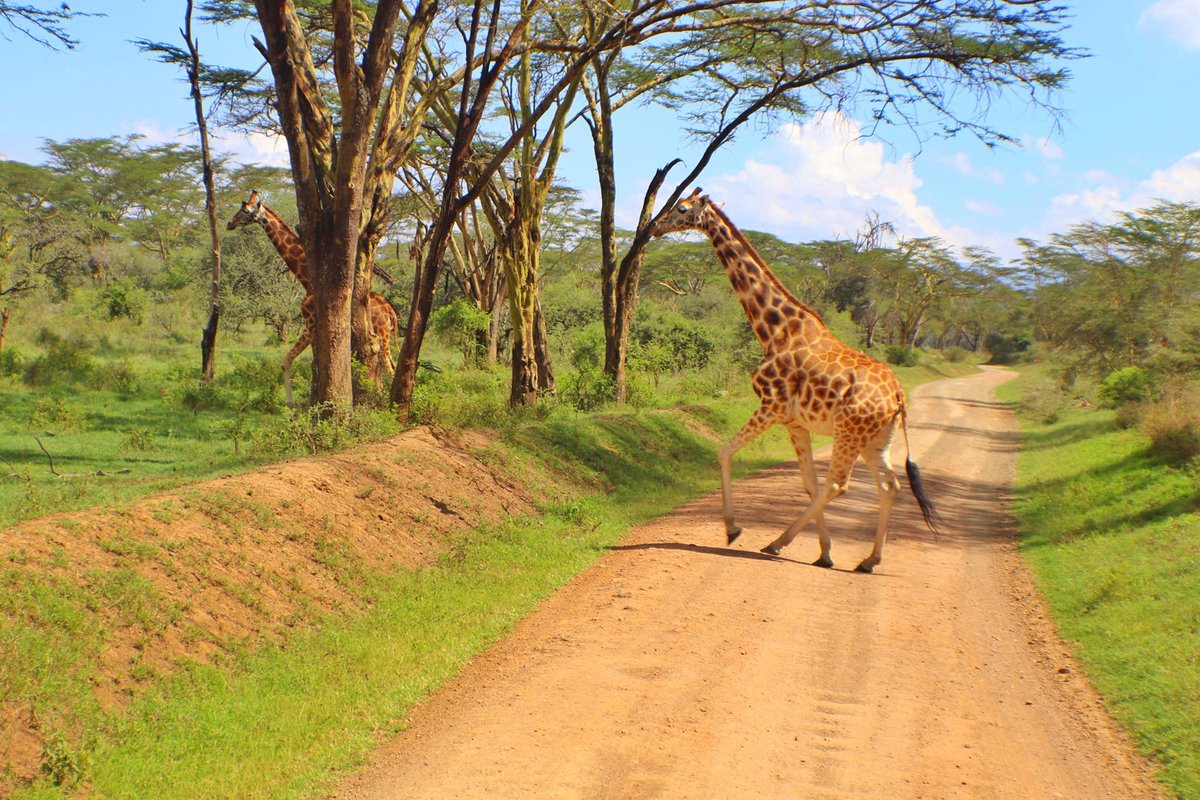 Kenya Wildlife Service tweet media