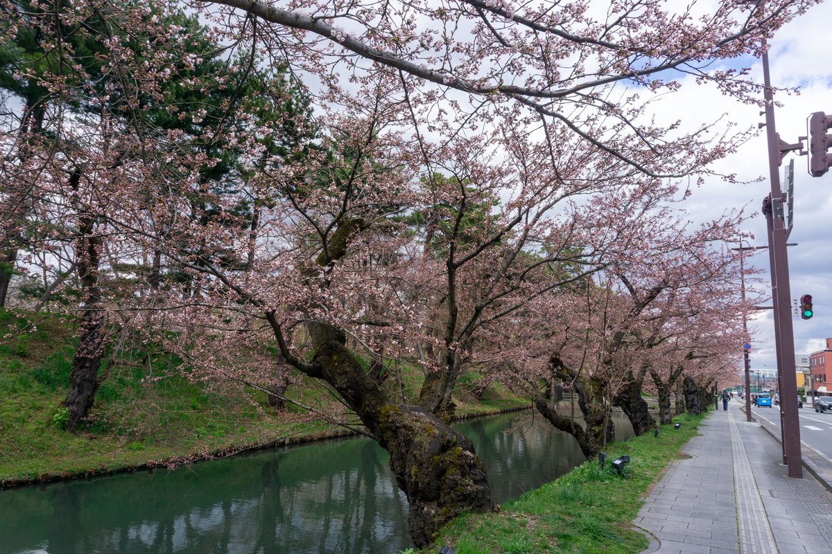 弘前公園外濠 定点観測】(4/12) 外濠（南・東）は本日「3分咲き