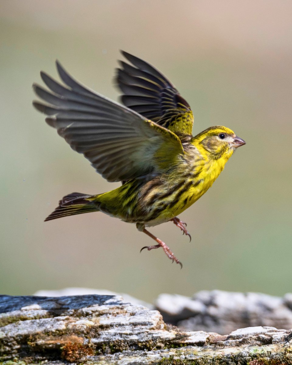 Milli Parklar tweet media