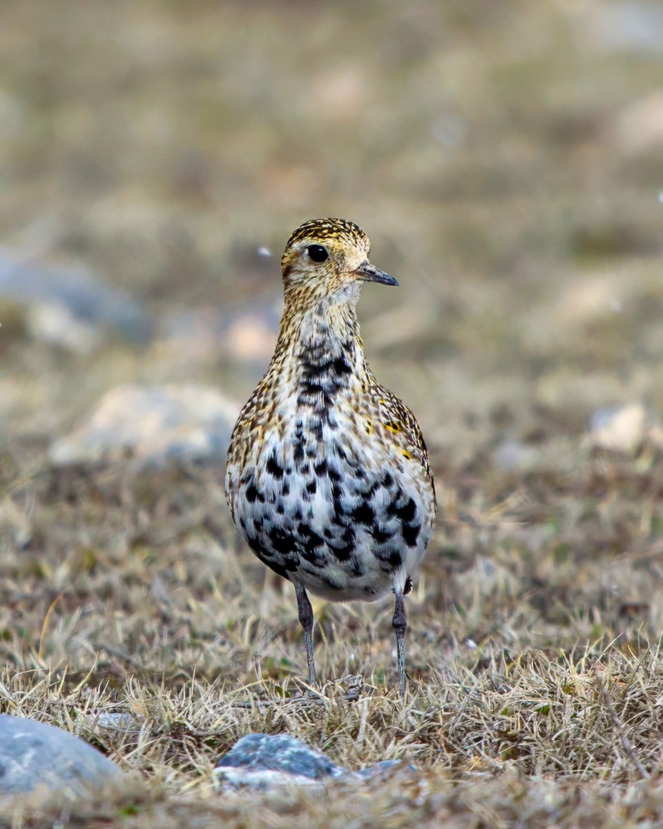 Milli Parklar tweet media