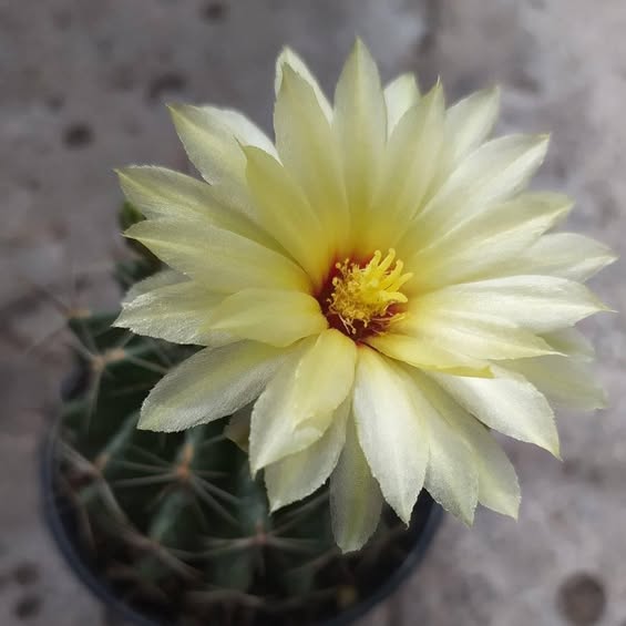 ✁_ _ _ _ _ _ _ cut here tweet media