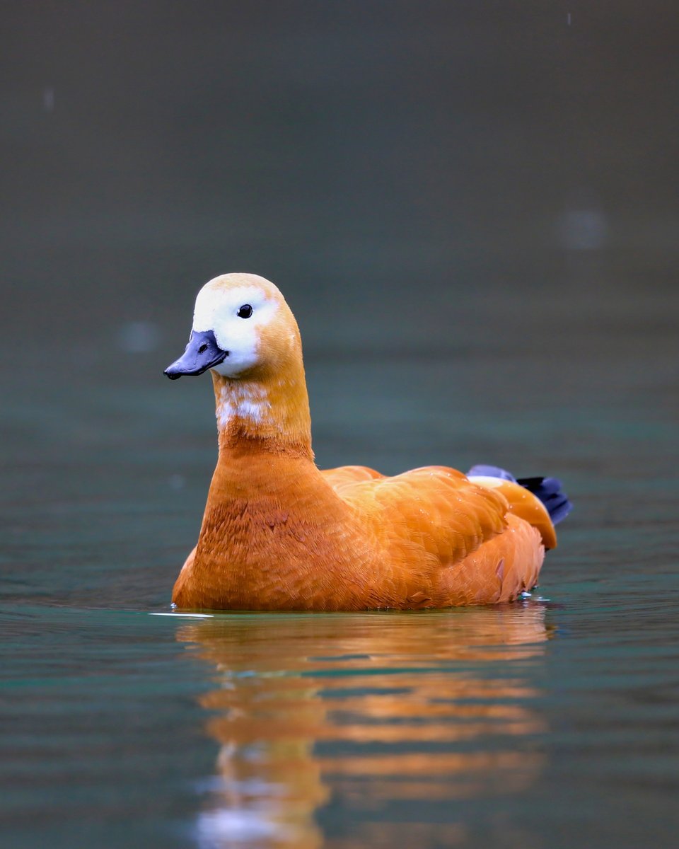 Milli Parklar tweet media