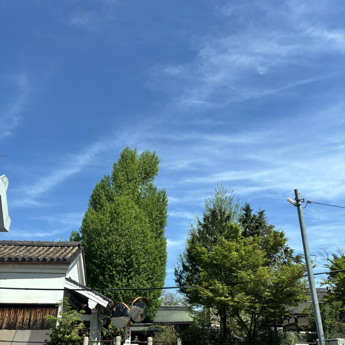 こんにちは〜
今日の京都はとてもいいお天気で春の陽気🌱🌱🌱

桜は散ってしまいましたが
御神木の大銀杏も新芽が吹いてハートになってきました〜💚

💚境内からは見えませんが
西側の鳥居⛩️を出て向かいのガレージの方から見えます💚