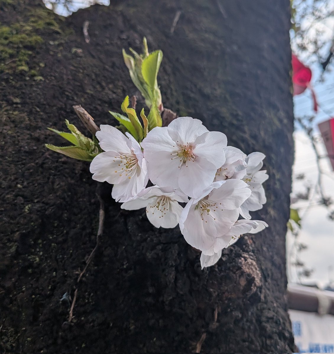 29番柱のハシビロコウ tweet media