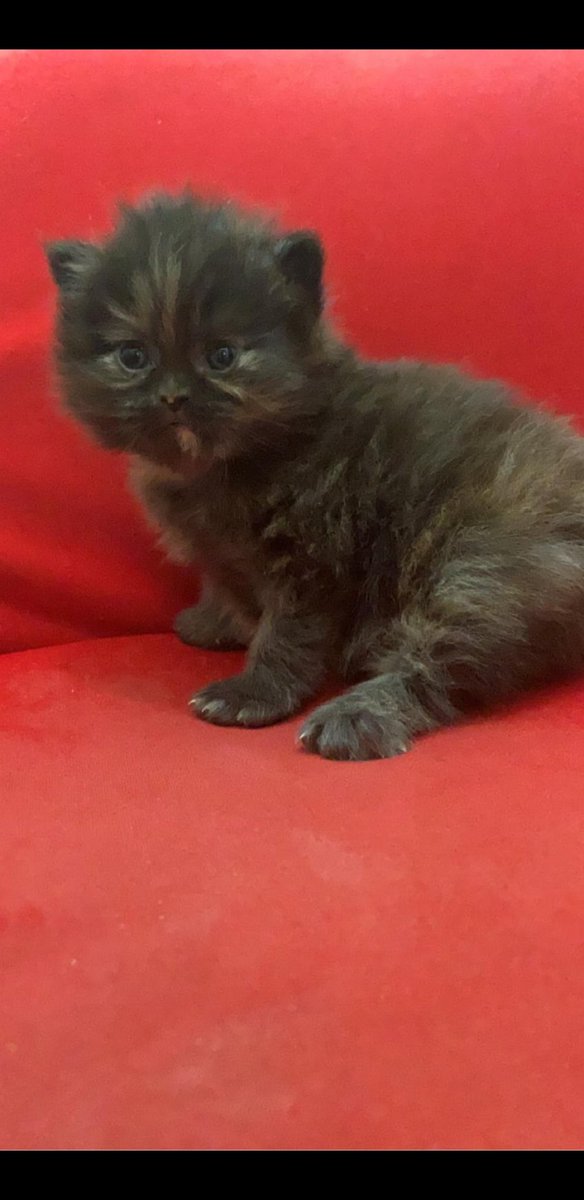 Ahmad Ali tweet media