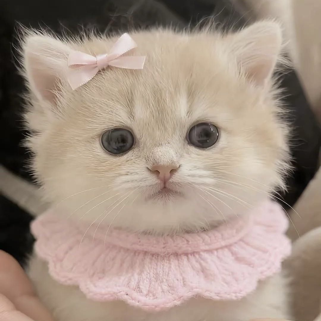 syq.🎀 tweet media