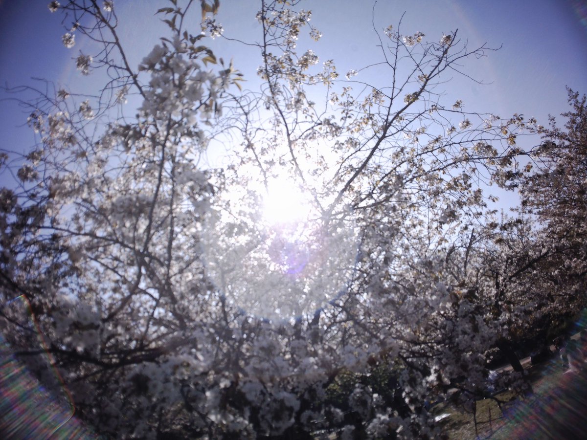 マユち tweet media