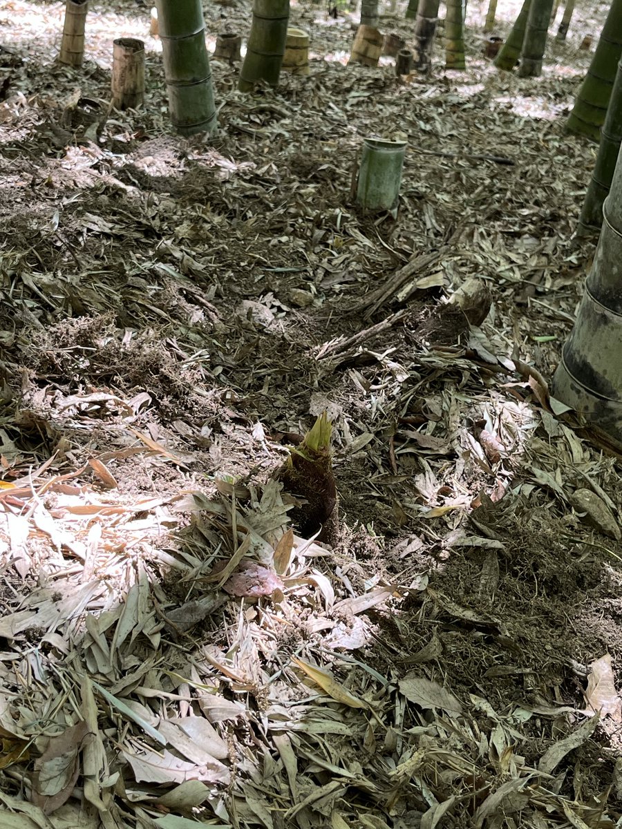 散歩道沿いの竹林にも竹の子が顔を出しはじめました😄伸びるのが早いので、来週末にはこの可愛いお姿を見ることはできないだろうなー🥲