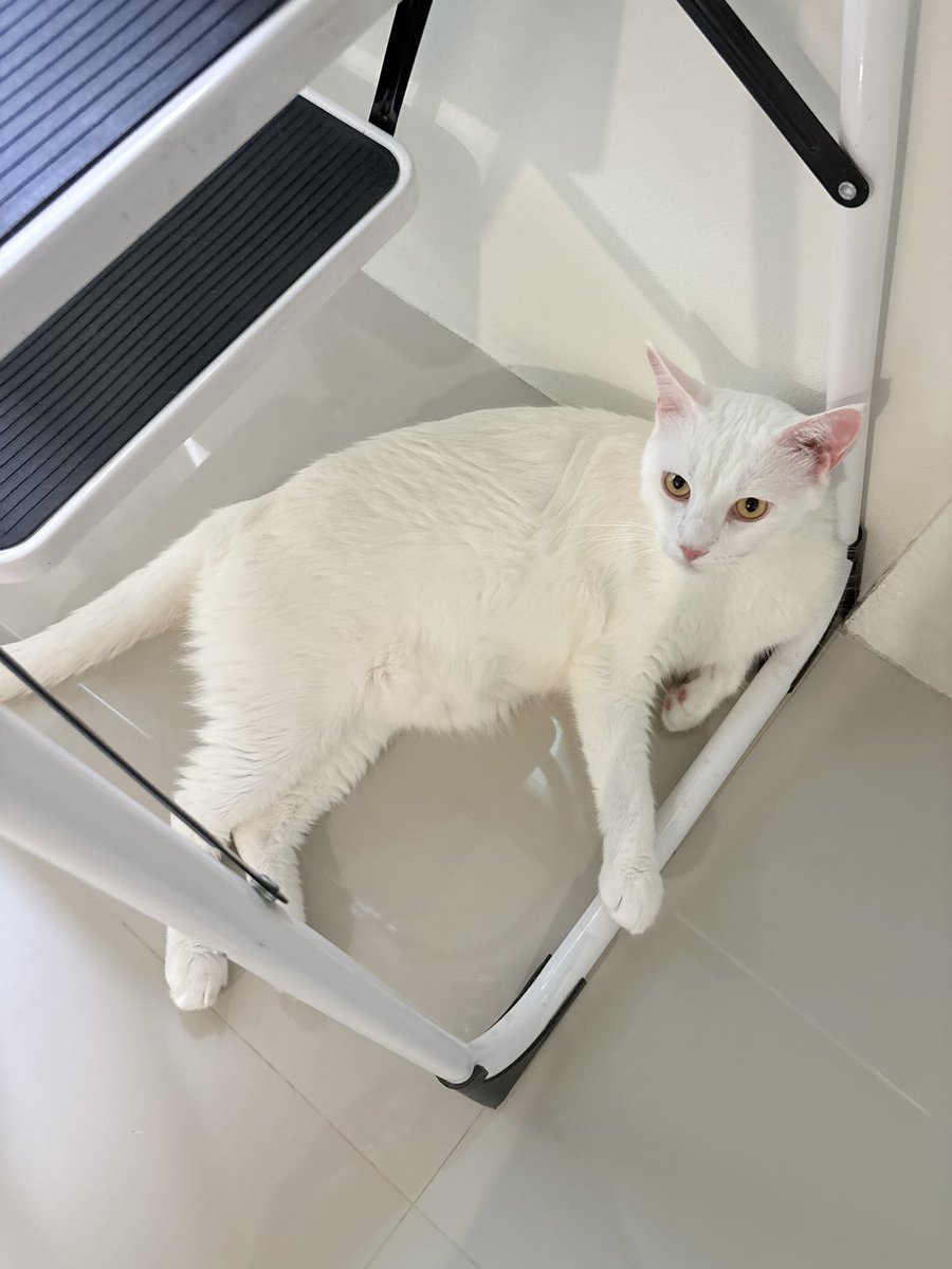 MISS PLP tweet media