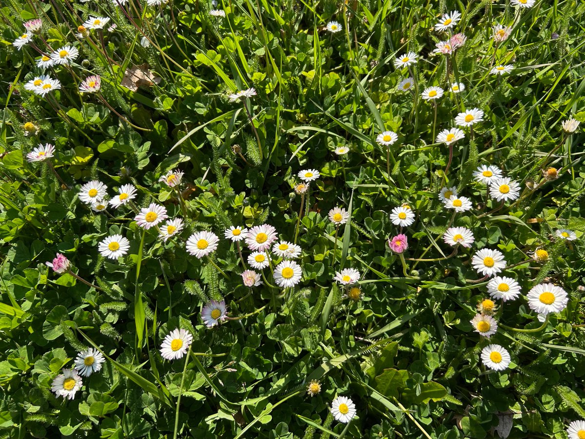 manuelacasasoli's tweet image. From my hikes...

"Flowers are the beautiful hieroglyphics of nature with which she indicates how much she loves us."
Johann Wolfgang von Goethe

Umbria - 2026

Have a good day!

#hiking #adventures #nature #flowers