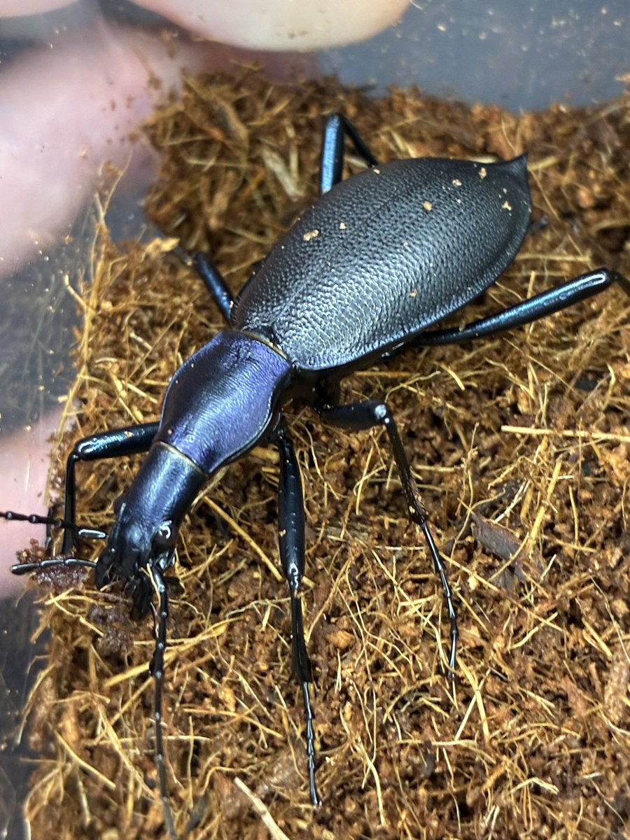 ホペイフリーク tweet media