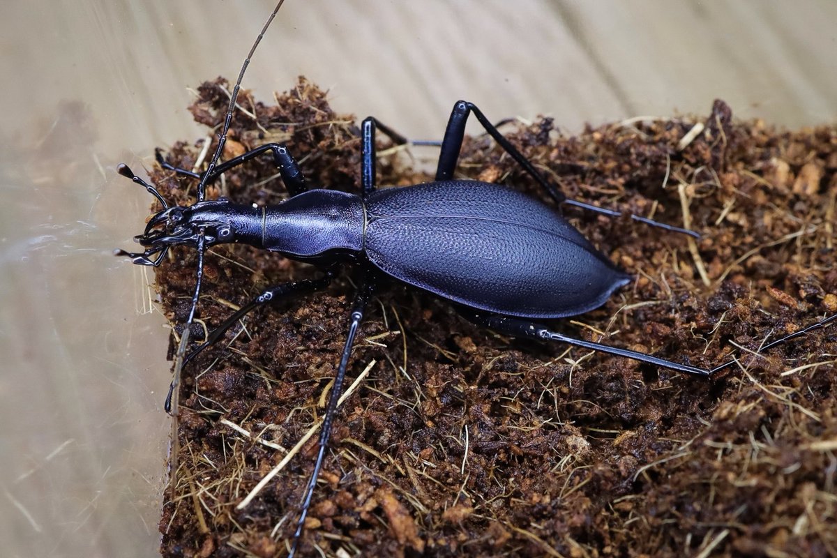 ホペイフリーク tweet media