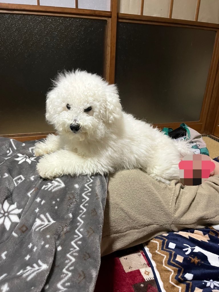 朗らかな犬 tweet media