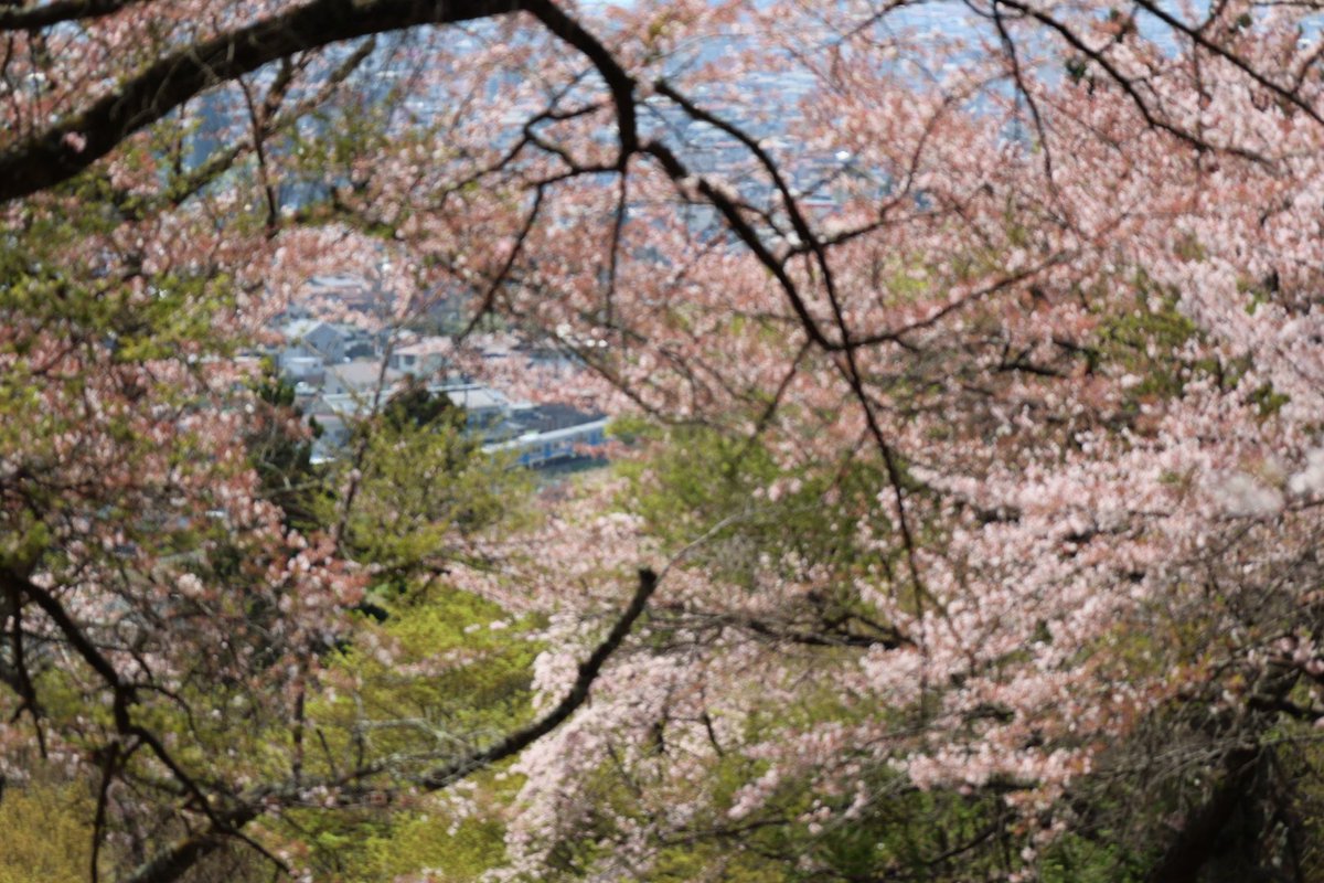 1969Tsu's tweet photo. 富士見孝徳公園は桜が散り始めた。国福大神社から、桜と富士急行の電車を撮った。
#国福大神社
#富士見孝徳公園
#桜
#富士急行 https://t.co/ECBchguq8J