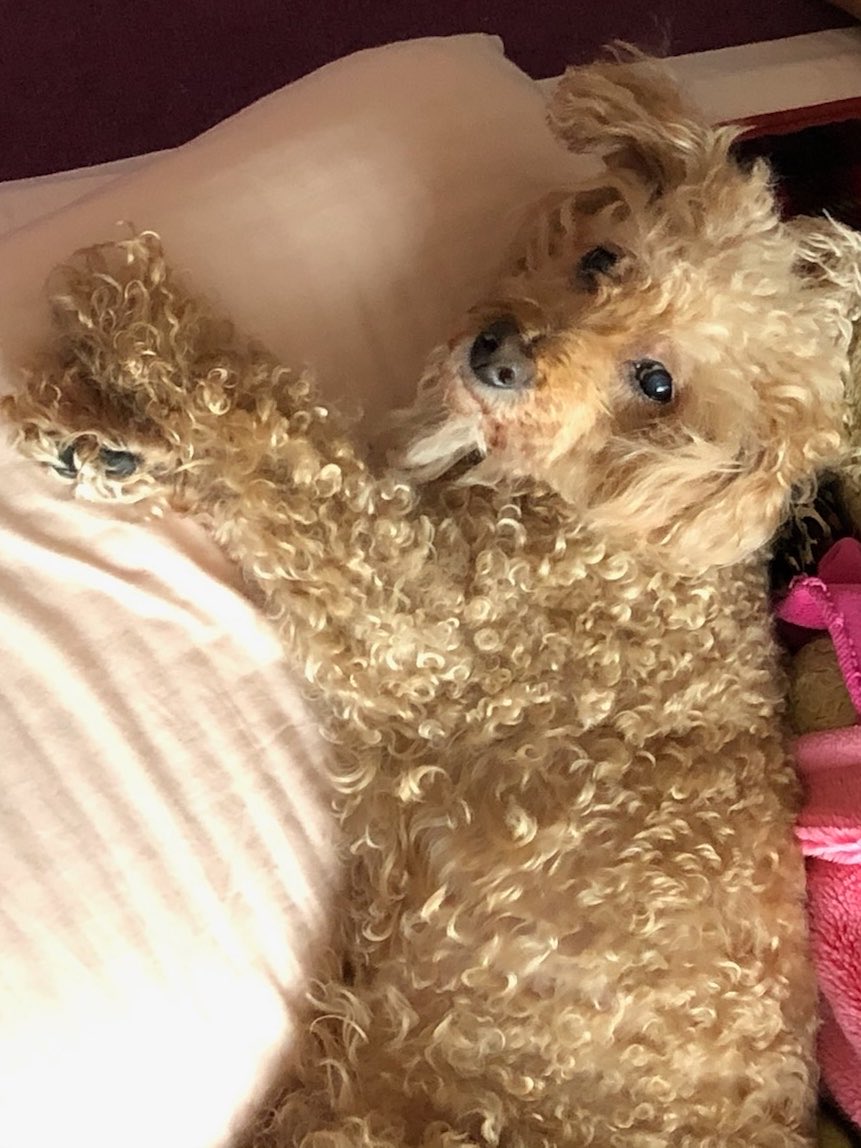 なるみ/ピッキー🐶 tweet media