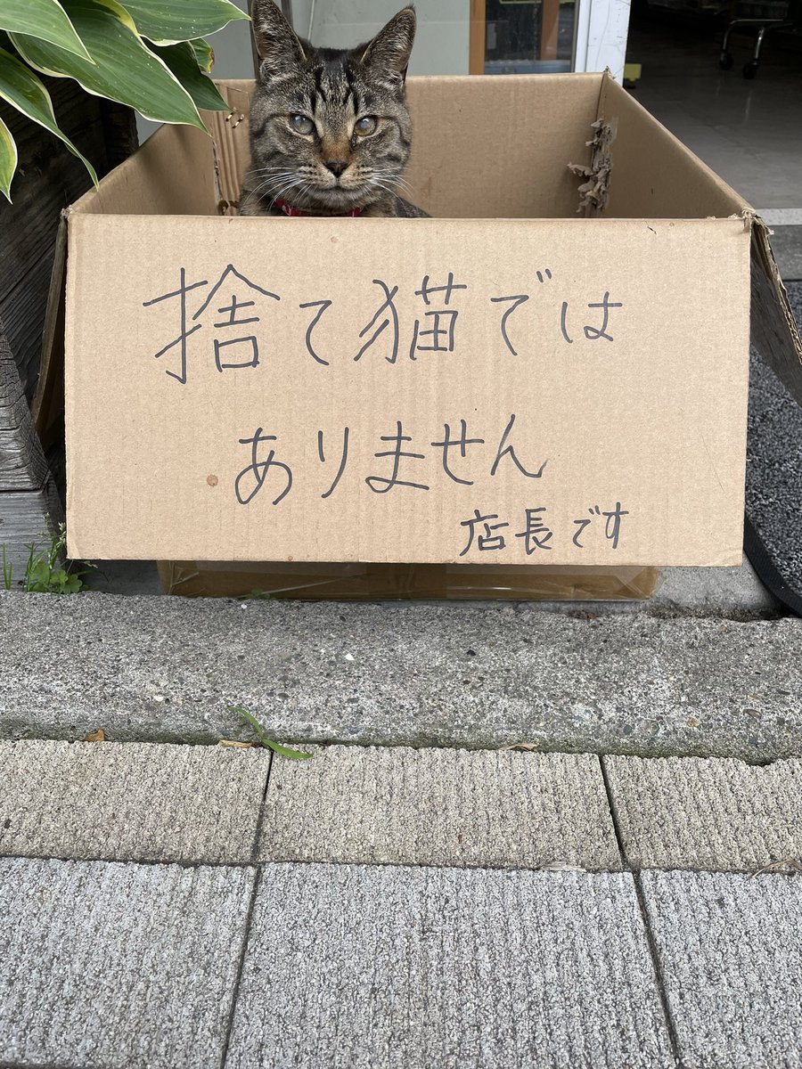 猫しか勝たん tweet media