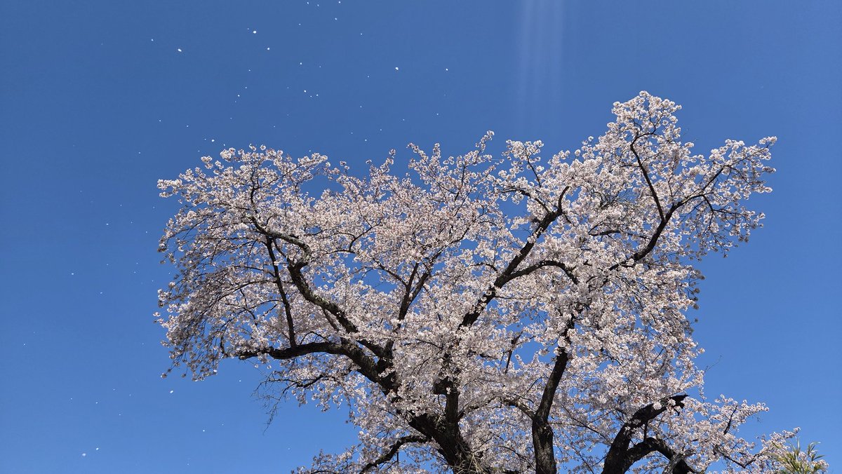 能登鹿島駅で桜見てきた。
ある程度散ってきて六、七分咲きだったけど舞い散る風景も乙なもんやろ。…多分。
