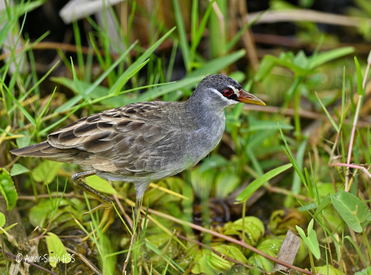 Amar-Singh HSS tweet media