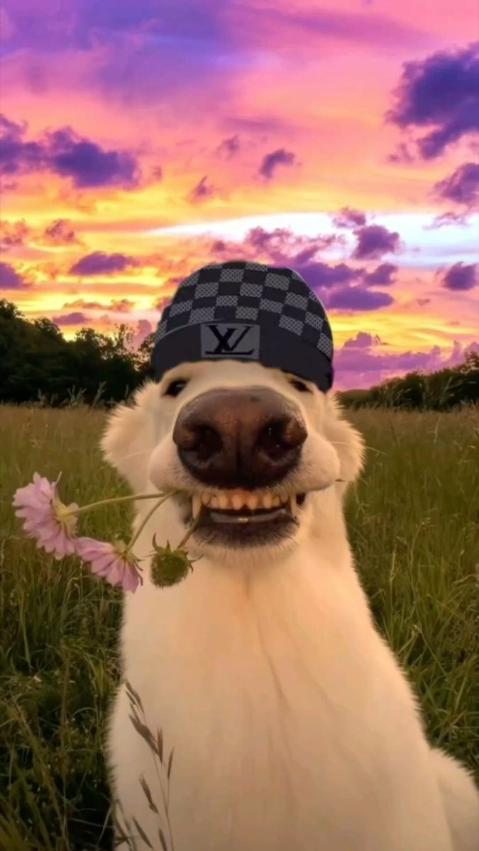 Sam Graphic tweet media