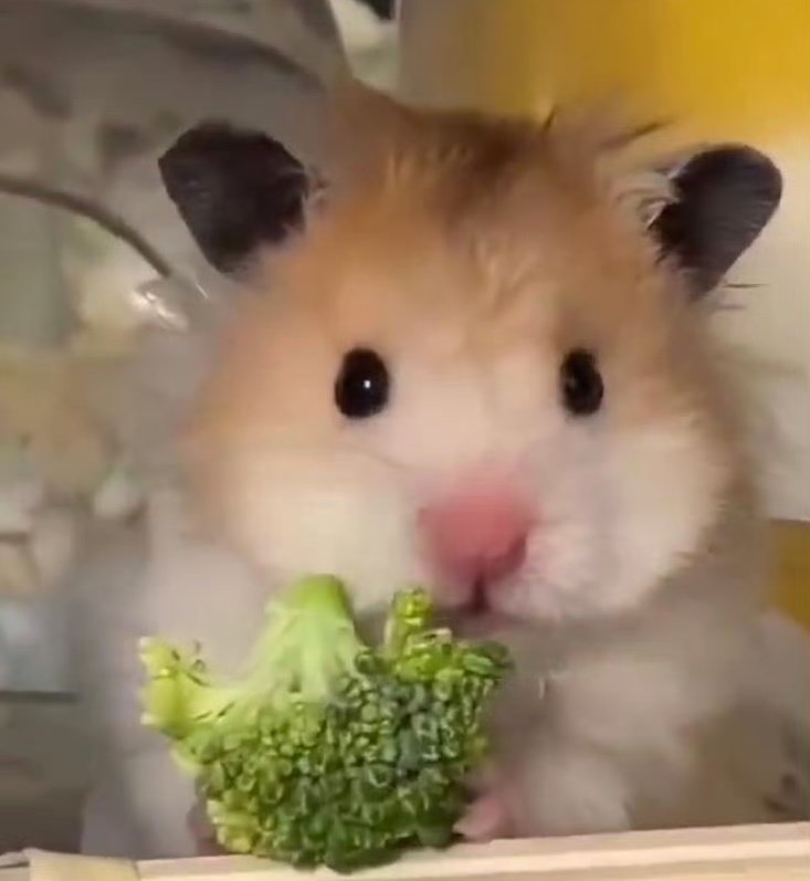 햄스터 서경배 tweet media