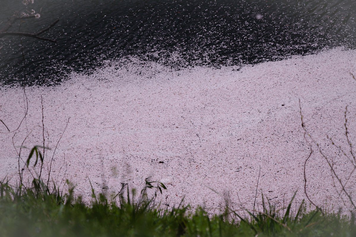 柚子塩子 tweet media