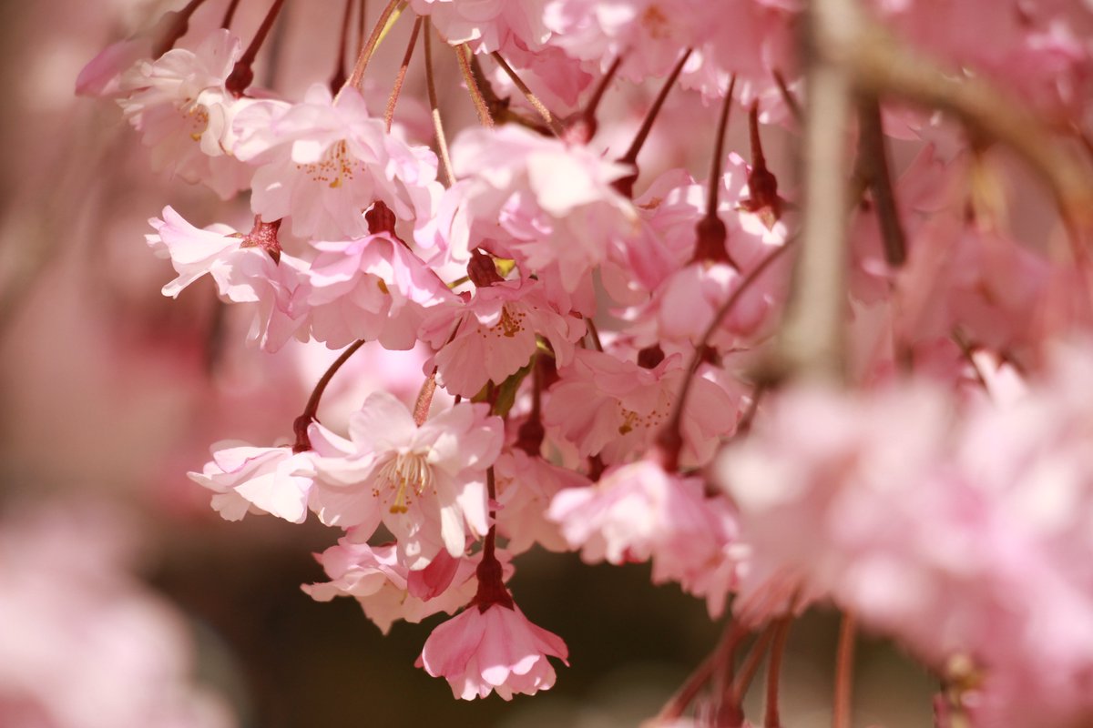 柚子塩子 tweet media