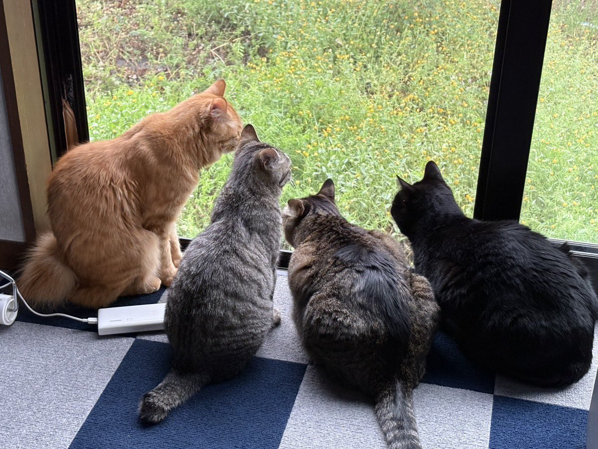 もちろう‼️ tweet media