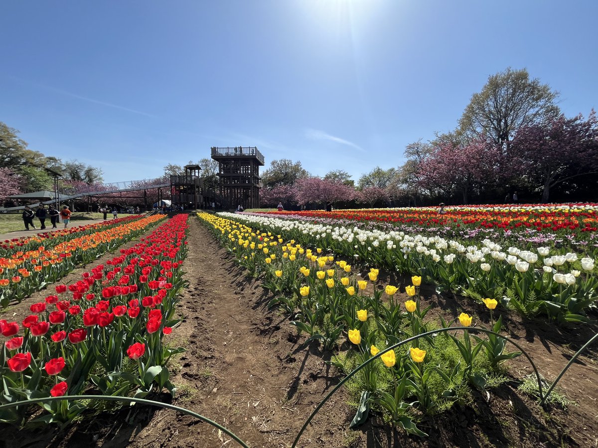 ツッチー (UN) tweet media