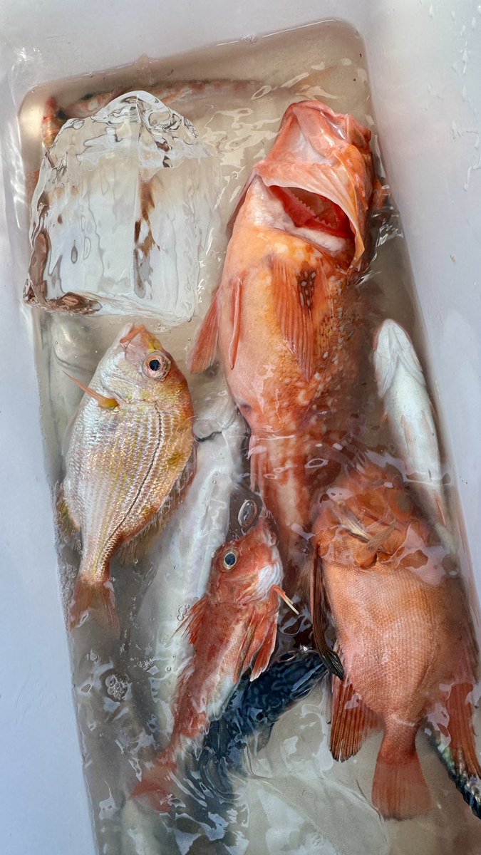 モーリー tweet media