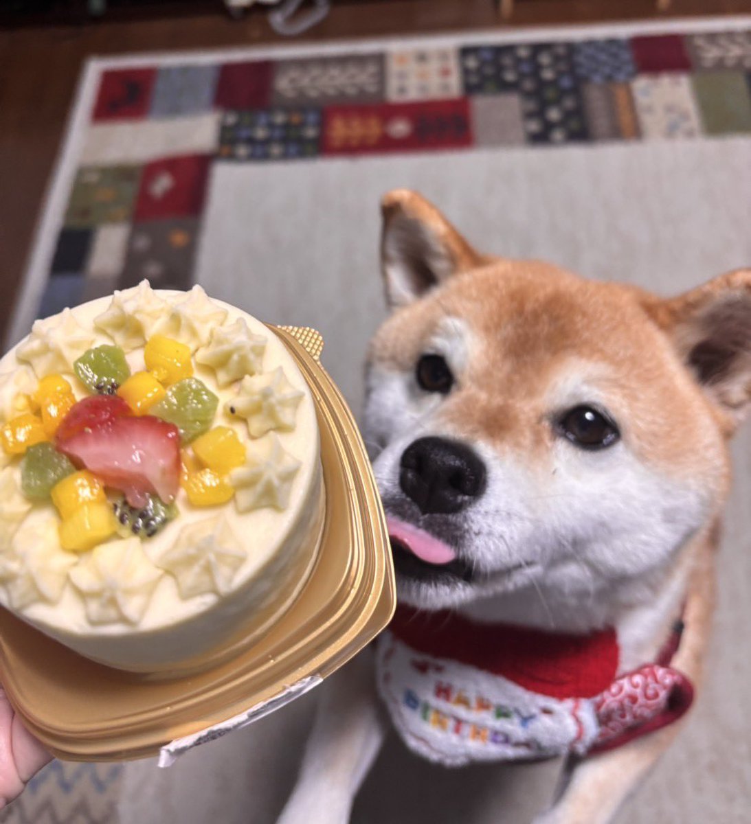 柴犬いち tweet media