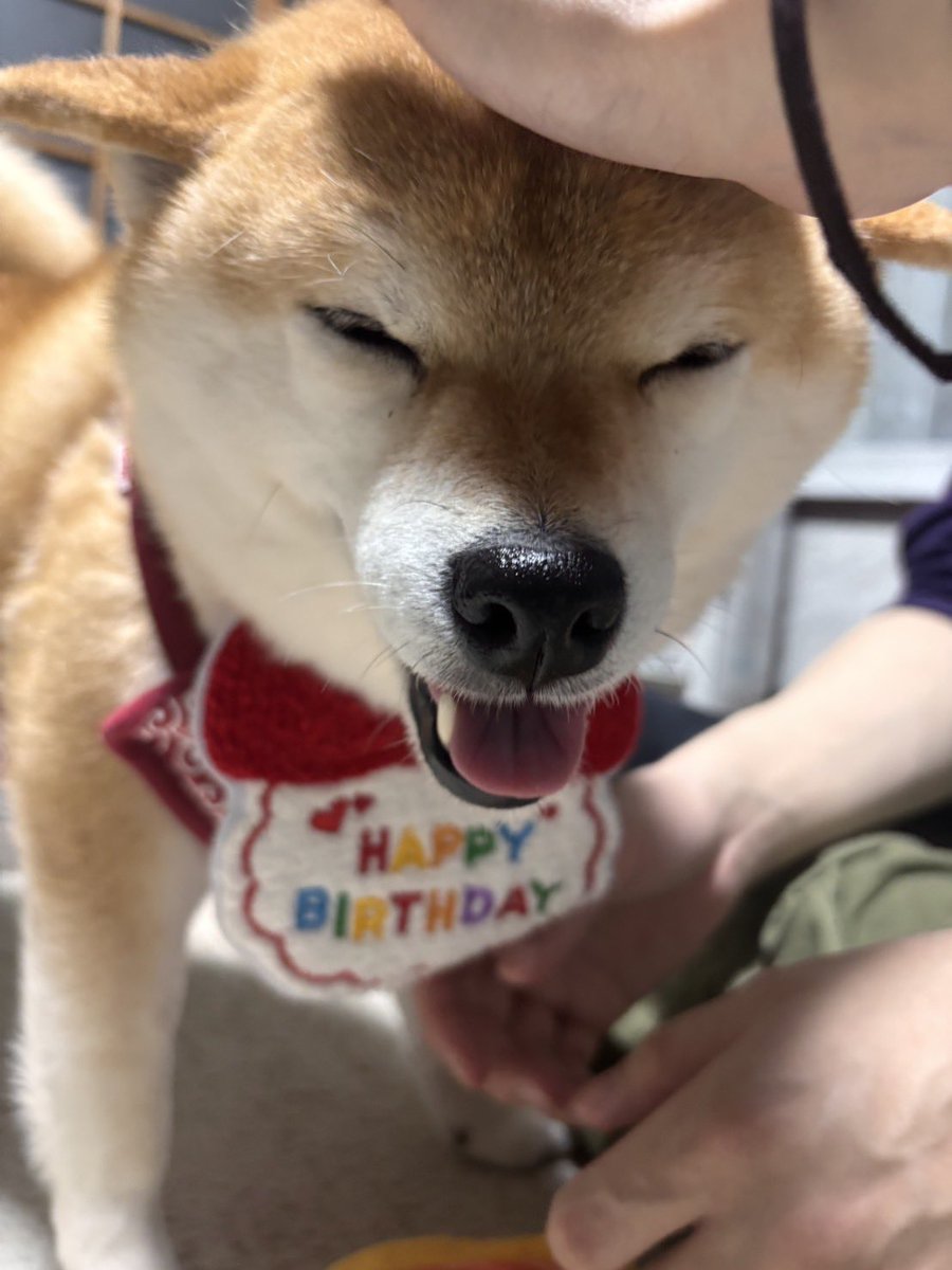 柴犬いち tweet media