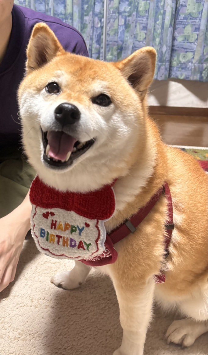 柴犬いち tweet media