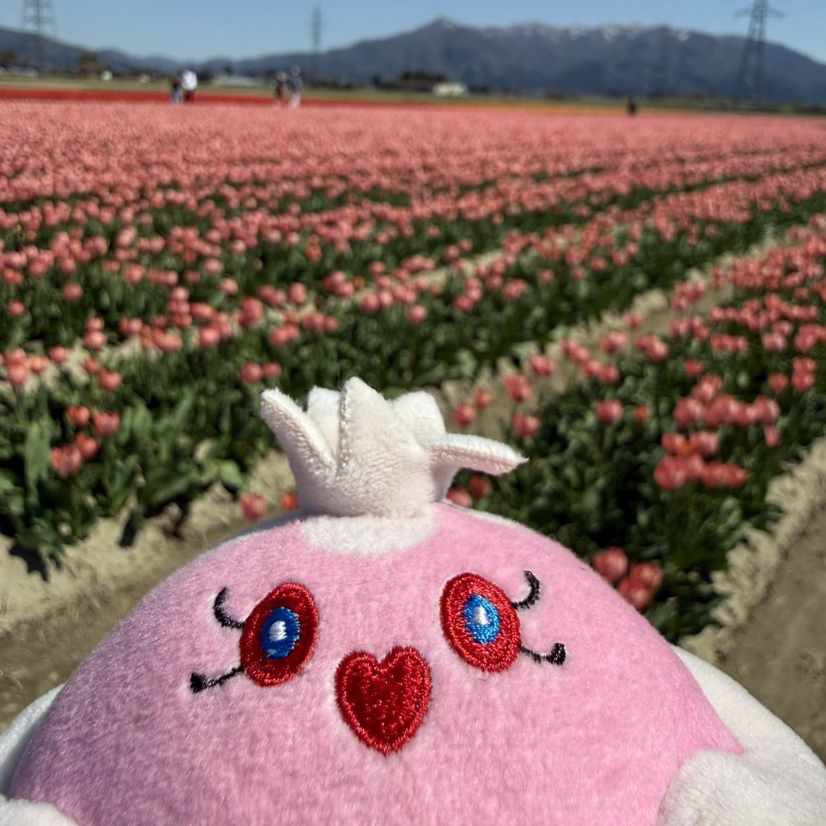 nepethes. tweet media