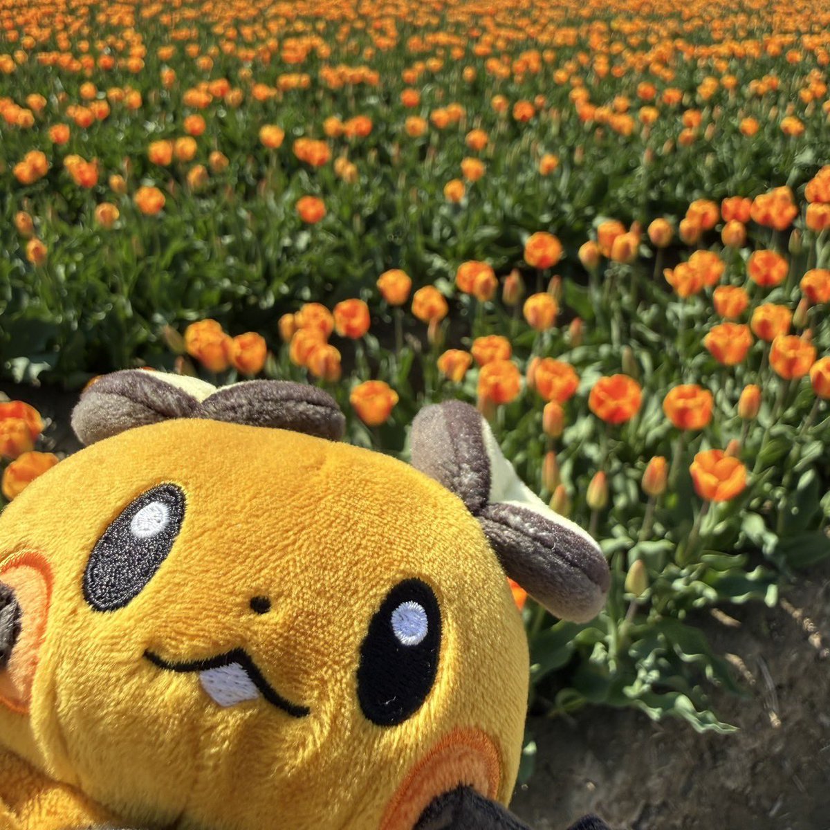 nepethes. tweet media