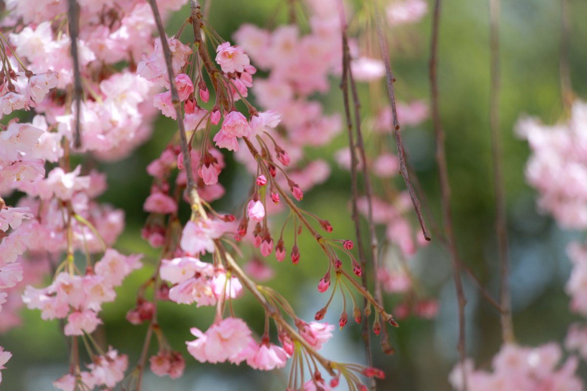 柚子塩子 tweet media