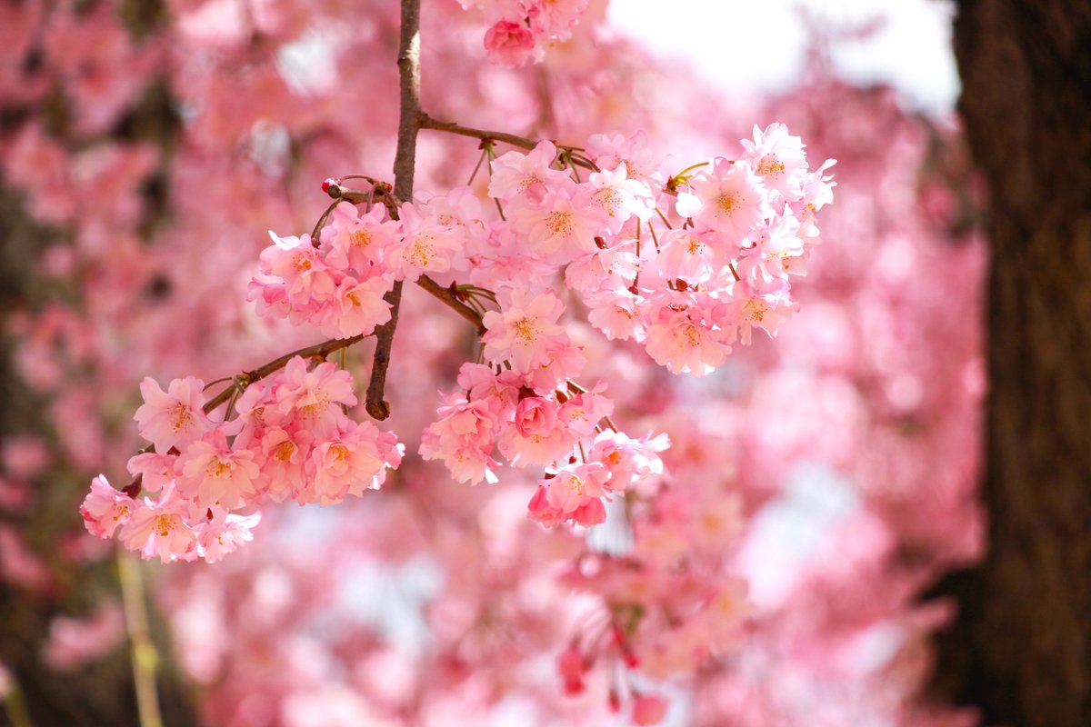 柚子塩子 tweet media