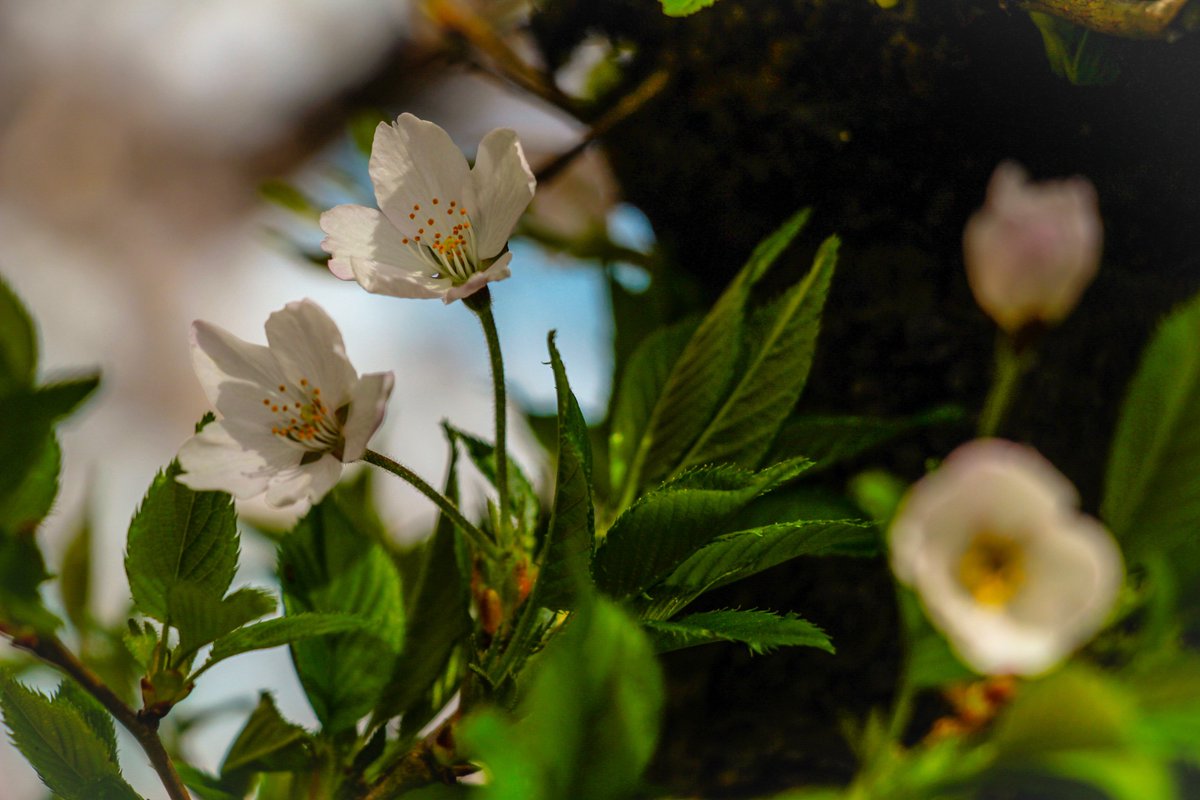 柚子塩子 tweet media