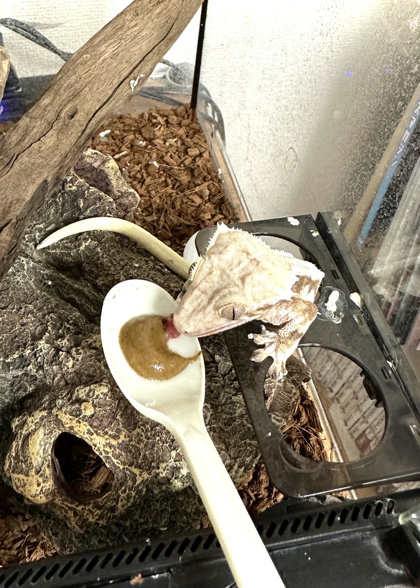 ToraMelt (トラメルト) tweet media