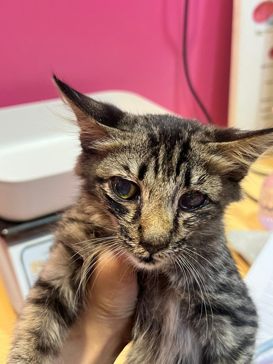 Bibik_Meow² tweet media