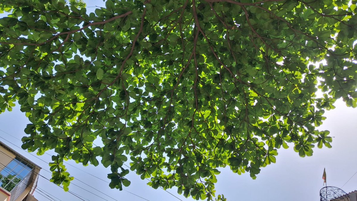 subtle_story's tweet photo. Admiration for this color...
For this season!
#আমার_শহর
#springequinox https://t.co/BVkR5RIcI3