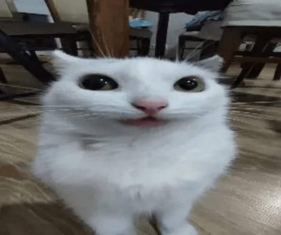 yuro (girlfailure) tweet media