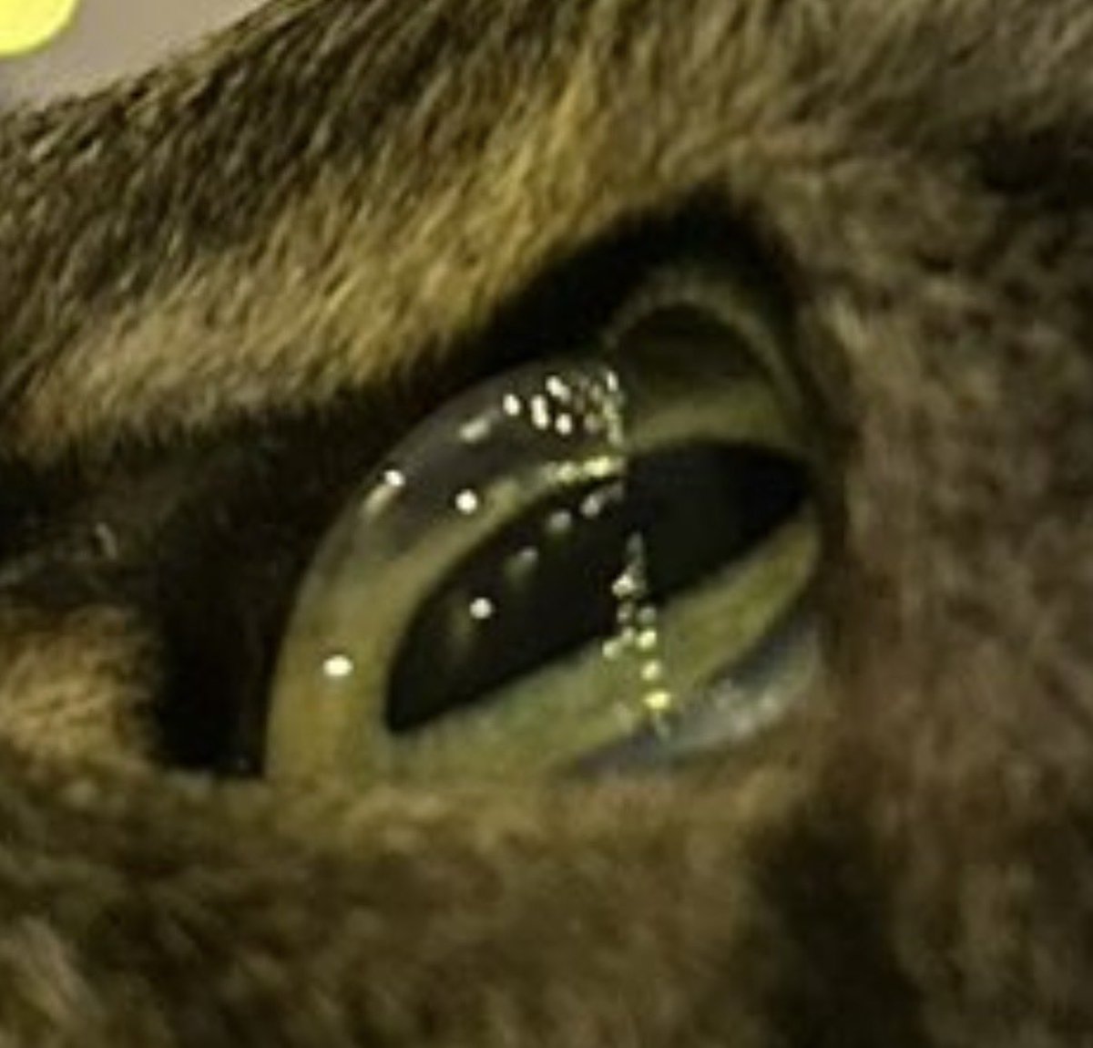 Rusty  tweet media