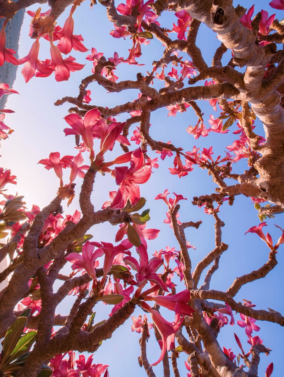 Socotra Island, Yemen