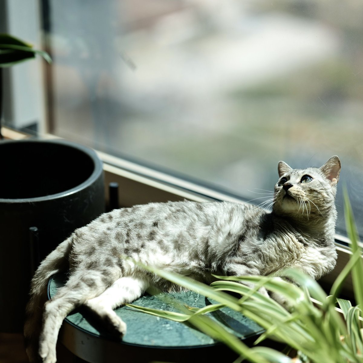 Simo Ryu tweet media