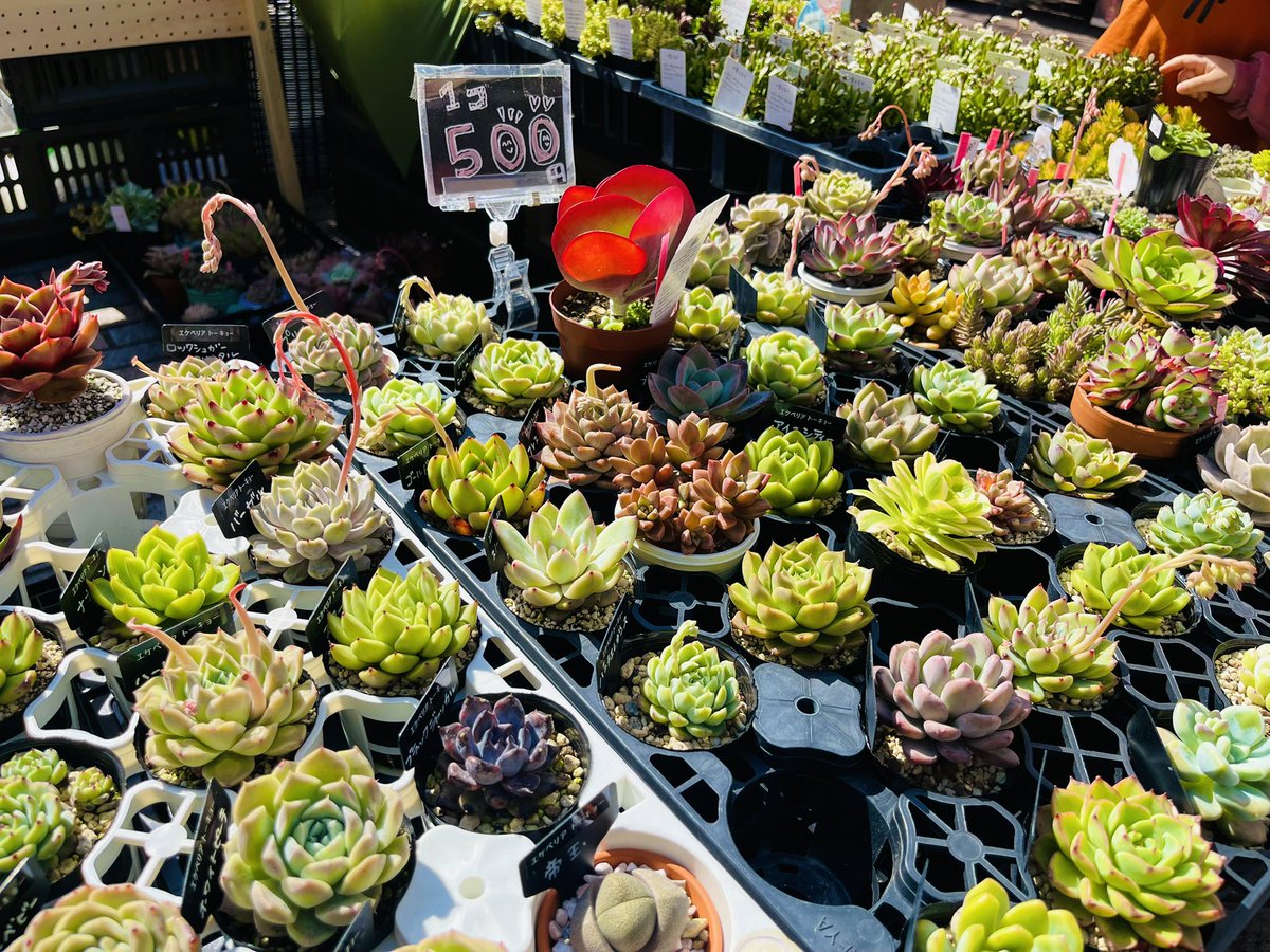 シン•ヴィラン👿サウナチャンピオン tweet media