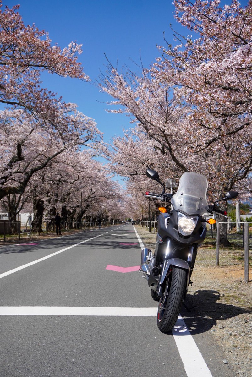 koushinblock's tweet photo. 桜がギリギリ残っていました。
#天皇ご一家 が福島に来た時に寄られた #夜の森 の #桜並木 です。
ここの桜並木は何キロにも続いている素敵な場所です。 ライトアップも綺麗です。
また来年お邪魔します。
JR常磐線 #末続駅 のモダンな駅舎です。
こういった昔の駅舎をこの先も残して貰いたいですね。 https://t.co/Fn5xzJM26V