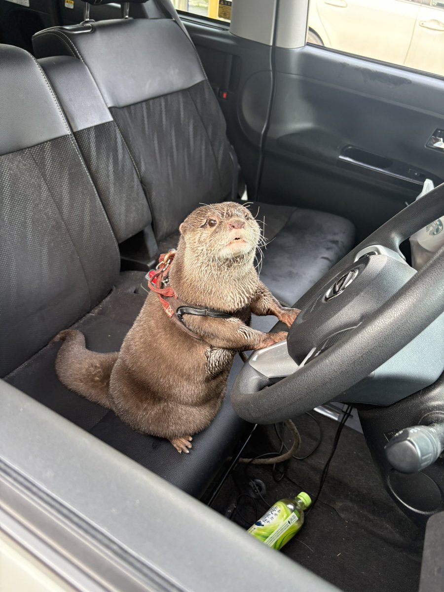 カワウソのウーちゃん tweet media